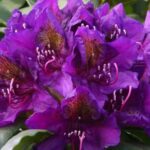 Rhododendron Marcel Menard