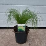 stipa ponytails