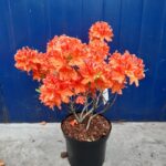 2_Azalea_Mollis