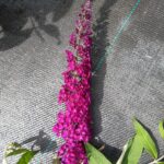 Royal_red_bloem