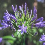 Agapanthus_Blue_jeans