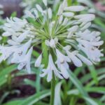 Agapanthus_petit_Eskimo