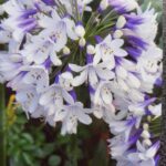 Agapanthus_twister