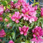 Rhododendron_Graziella