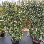 Elaeagnus_leischerm