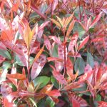 Photinia_blad 3