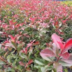 Photinia_kweekhoek