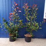 Photinia_struik