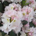 Rhododendron cuninghamswhite