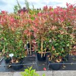 Photinia_leirek