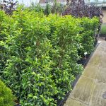 240503_Portugese_Laurier