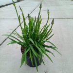 0601_Agapanthus_01