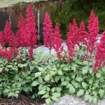 Astilbe_Fanal