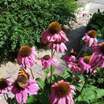 Echinacea_met_vlinders
