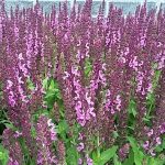Salvia_Roze