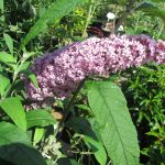 Vlinderstruik_roze