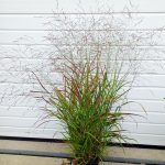 Panicum_Heiliger_Hain
