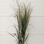 Panicum_Northwind