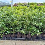 Fagus_sylvatica_beuken_01