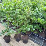Fagus_sylvatica_beuken_02