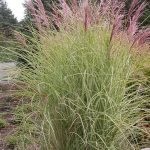 Miscanthus_Morning_light