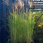 Miscanthus_kleine_silberspinne
