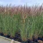 miscanthus_gracilimus