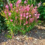 Gaura Gaura