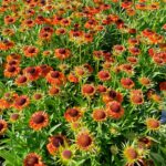 Helenium short en sassy Helenium short en sassy