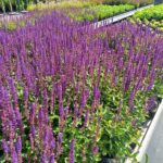 Salvia_caradonna Salvia_caradonna