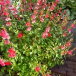 Salvia_hotlips Salvia_hotlips