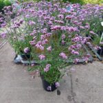Verbena_lolliepop Verbena_lolliepop